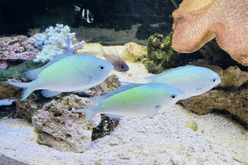 デバスズメダイ