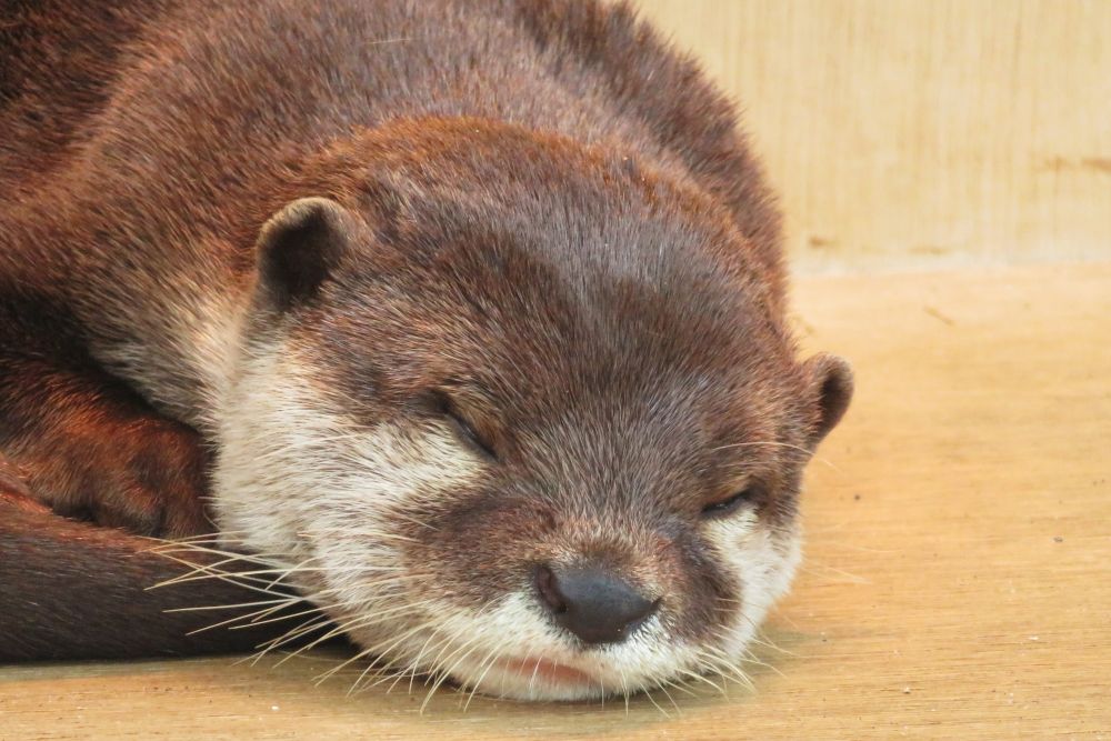 カワウソ
