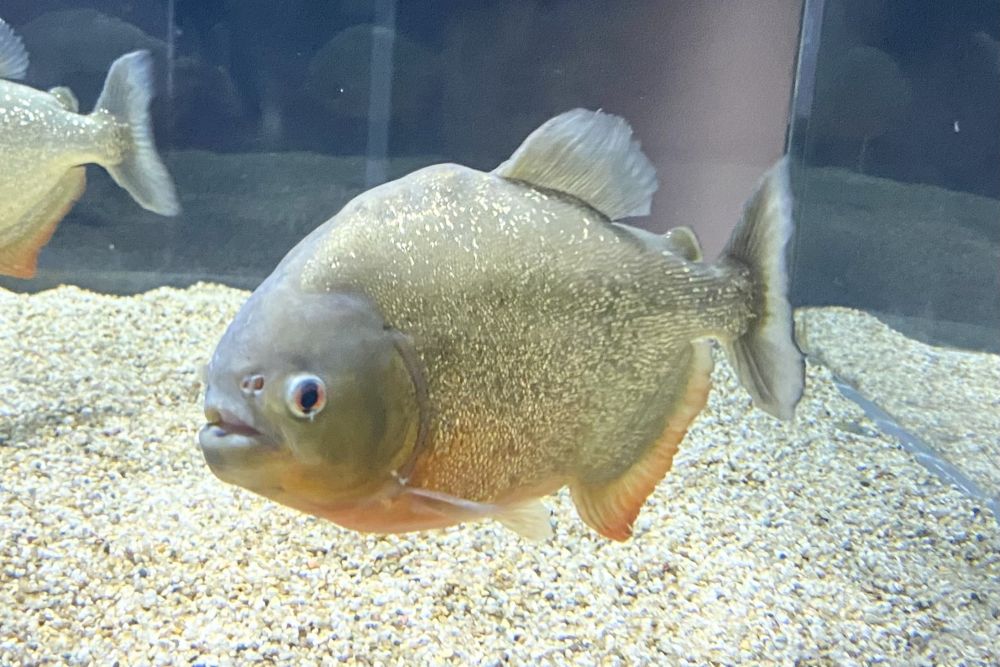 ピラニア