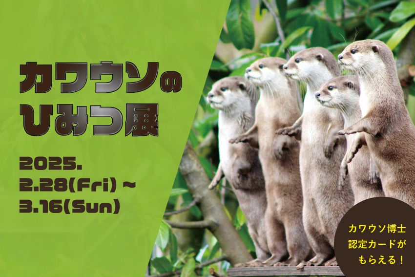 カワウソの秘密展