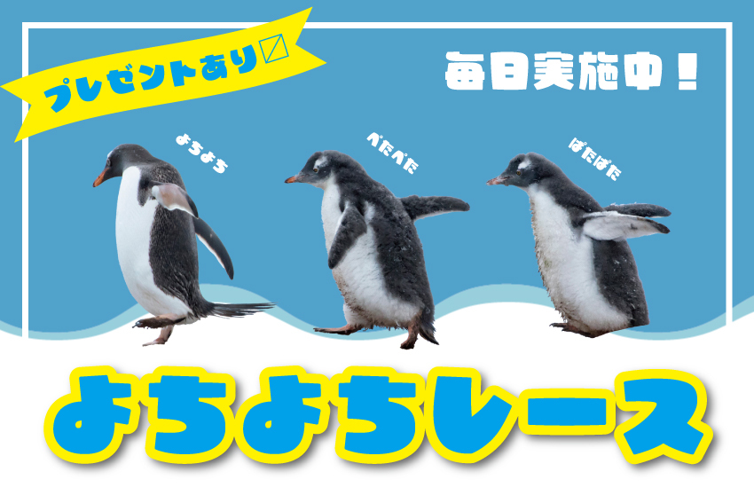 よちよちレース